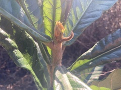 Eriobotrya japonica