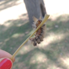 Halysidota ruscheweyhi