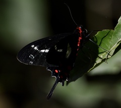 Parides agavus