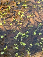 Hydrocotyle ranunculoides