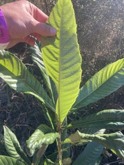 Eriobotrya japonica