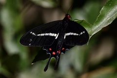 Parides agavus