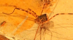 Phalangioidea