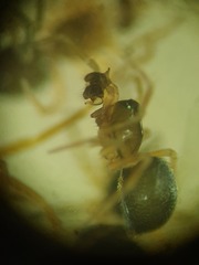 Panamomops inconspicuus