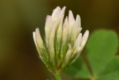 Trifolium michelianum