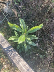 Eriobotrya japonica