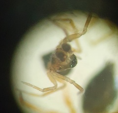 Panamomops inconspicuus