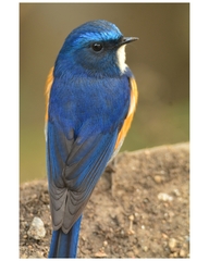 Tarsiger rufilatus