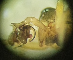 Panamomops inconspicuus