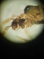 Panamomops inconspicuus