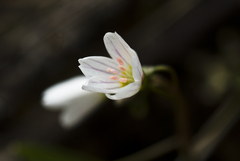 Claytonia lanceolata