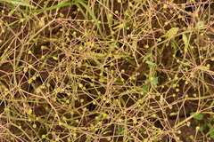 Ranunculus ophioglossifolius