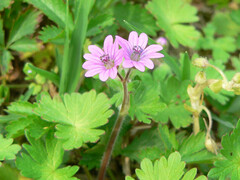 Geranium molle