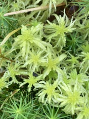 Sphagnum teres