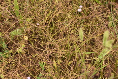 Ranunculus ophioglossifolius