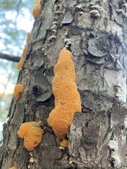 Dacrymyces