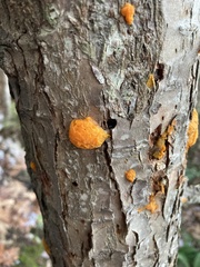 Dacrymyces