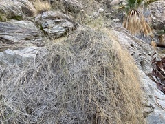 Funastrum hirtellum