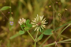 Trifolium michelianum