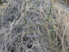 Funastrum hirtellum