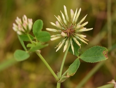 Trifolium michelianum