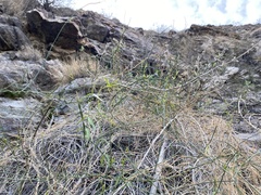 Funastrum hirtellum