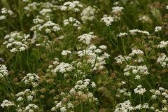 Oenanthe silaifolia
