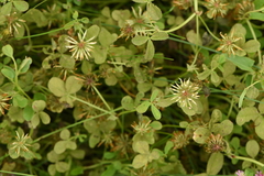 Trifolium michelianum