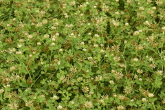 Trifolium michelianum