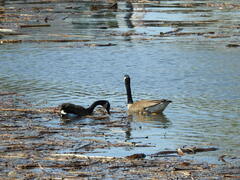 Branta canadensis