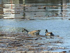 Branta canadensis
