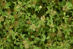 Trifolium michelianum