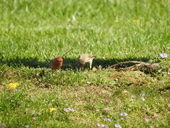 Haemorhous mexicanus