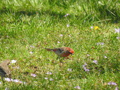 Haemorhous mexicanus