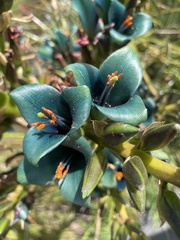 Puya alpestris