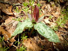 Trillium cuneatum