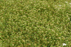 Trifolium michelianum