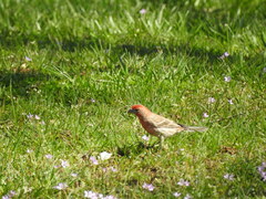 Haemorhous mexicanus