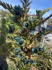 Puya alpestris