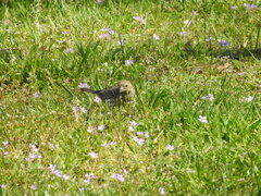 Haemorhous mexicanus