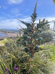 Puya alpestris