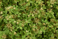 Trifolium michelianum