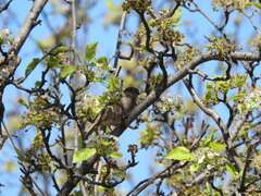 Passer domesticus