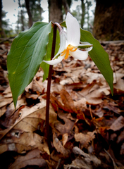 Trillium catesbaei