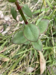 Crassula sarmentosa