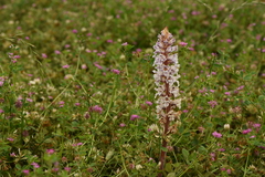 Orobanche crenata