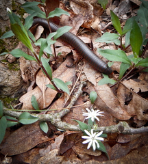 Narceus americanus