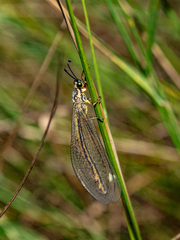 Myrmecaelurus trigrammus
