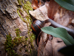 Narceus americanus