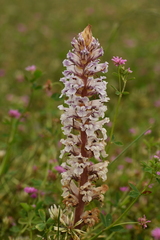 Orobanche crenata